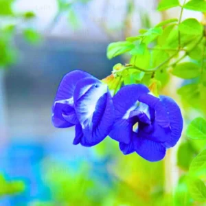 Aprajita Double flower