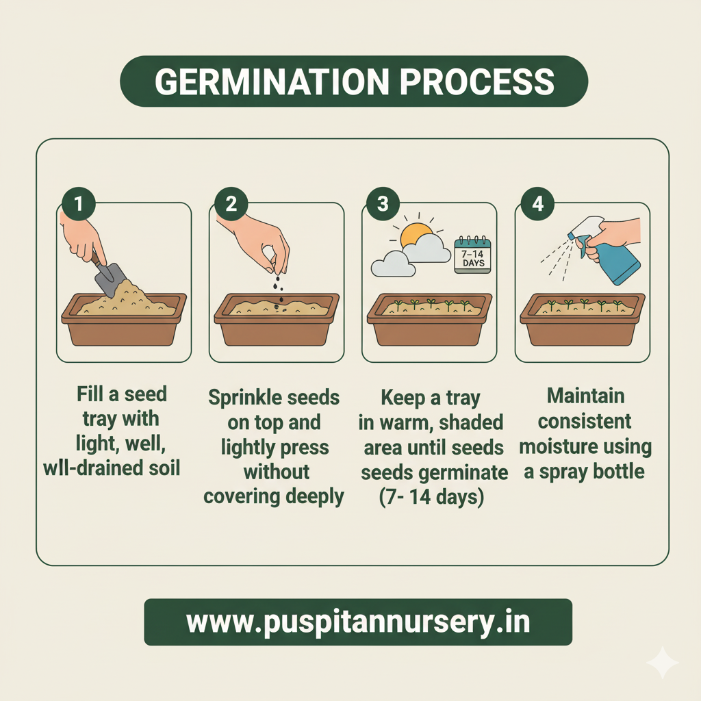 CELOSIA mixed Germination Process