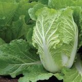 Chinese Cabbage