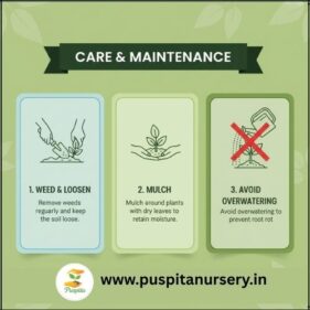 Chinese Cabbage Care & Maintenance