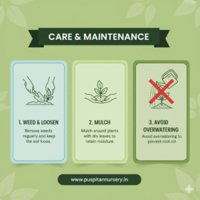 Chinese Cabbage Care & Maintenance