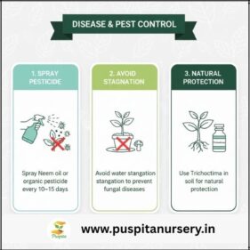Chinese Cabbage Disease & Pest Control
