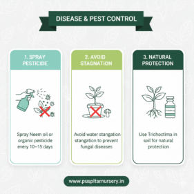 Chinese Cabbage Disease & Pest Control