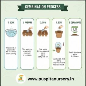 Chinese Cabbage Germination Process