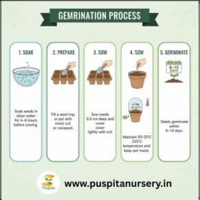 Chinese Cabbage Germination Process