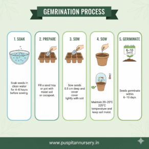 Chinese Cabbage Germination Process