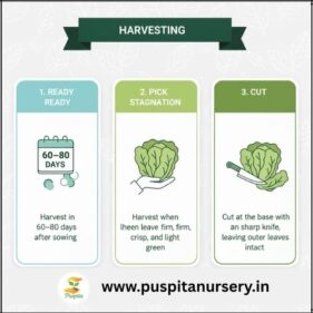 Chinese Cabbage Harvesting