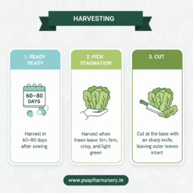 Chinese Cabbage Harvesting