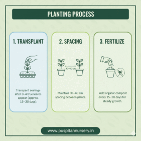 Chinese Cabbage Planting Process