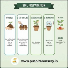 Chinese Cabbage Soil Preparation