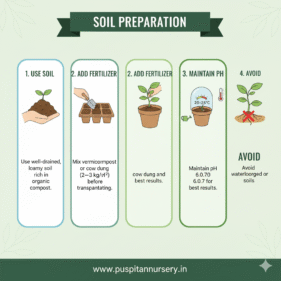 Chinese Cabbage Soil Preparation