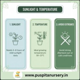Chinese Cabbage Sunlight & Temperature