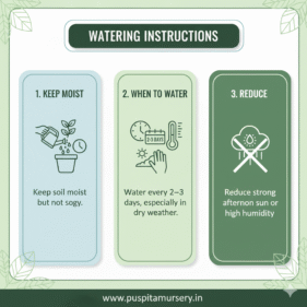 Chinese Cabbage Watering Instructions