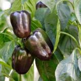 Chocolate Capsicum