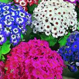Cineraria Mixed flower