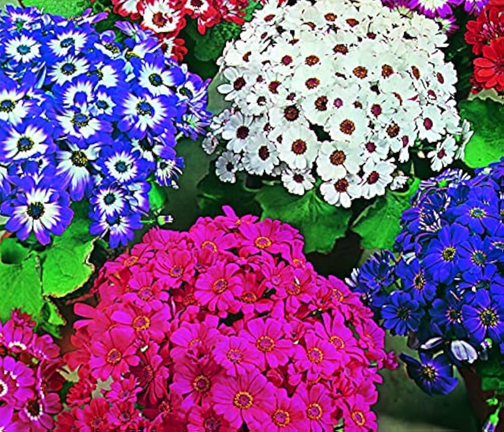 Cineraria Mixed flower