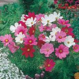 Cosmos Mixed flower