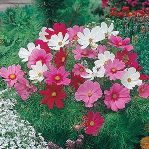 Cosmos Mixed flower