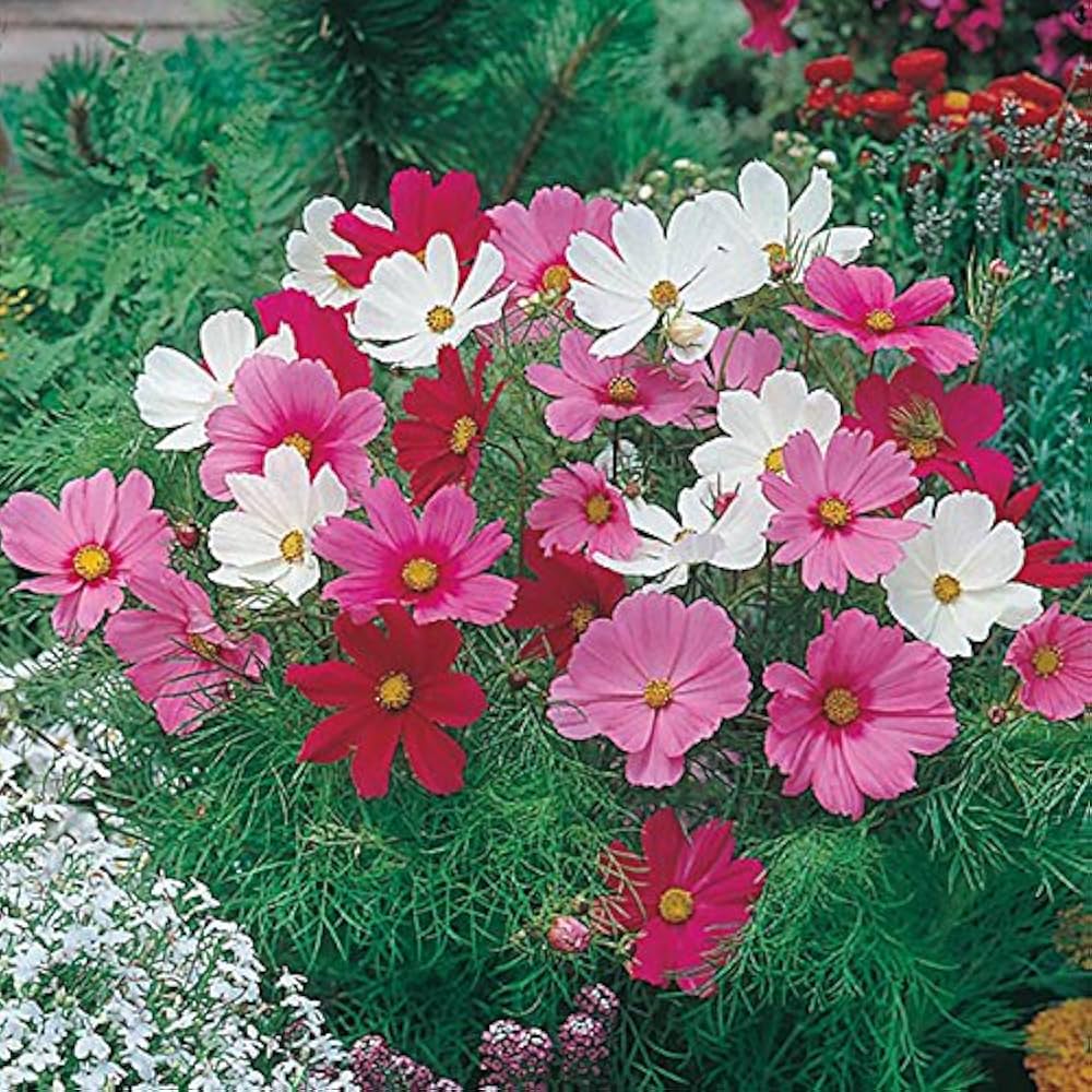 Cosmos Mixed flower