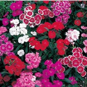 Dianthus Mixed