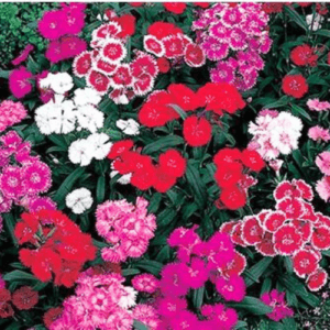 Dianthus Mixed
