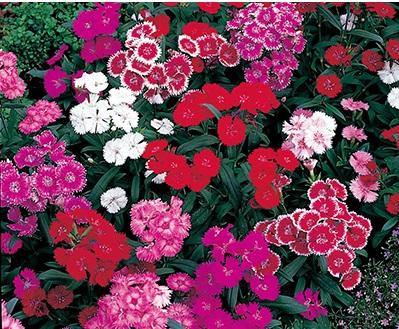 Dianthus Mixed