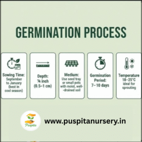 Dianthus mixed Germination Process