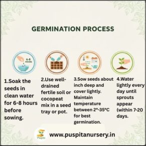 Drumstick ODC 3 Germination Process
