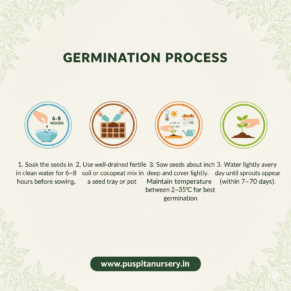 Drumstick ODC 3 Germination Process