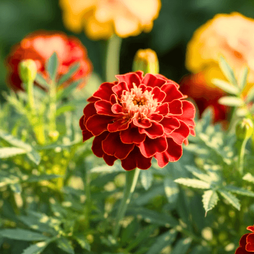 French Marigold Red Flower