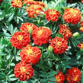 French Marigold Red Flower