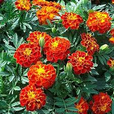 French Marigold Red Flower