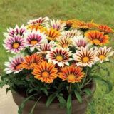 Gazania Mixed flower