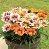 Gazania Mixed Flower