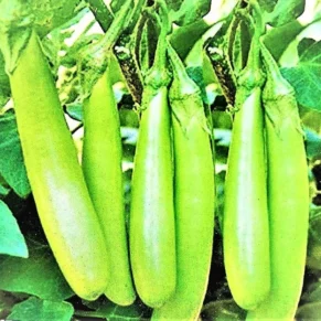 Green Long Brinjal