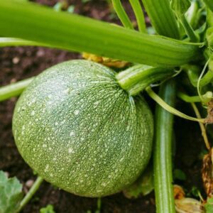 Green Squash