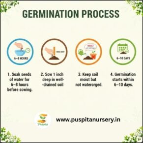 Green sqush Germination Process