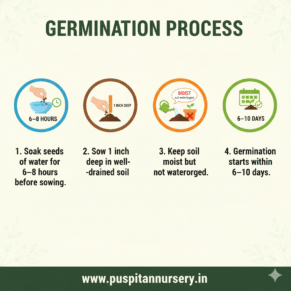 Green sqush Germination Process