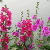 Hollyhock Mixed Flower