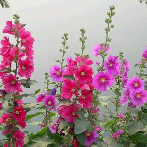 Hollyhock Mixed Flower