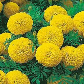 Inca Yellow Marigold Flower