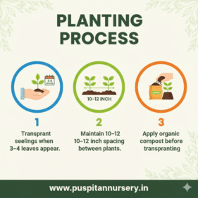 Lettuce Iceberg Planting Process