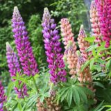 Lupins Mixed flower