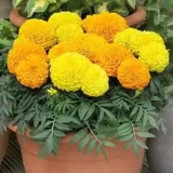 Marigold 12 Masi