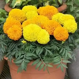 Marigold 12 Masi