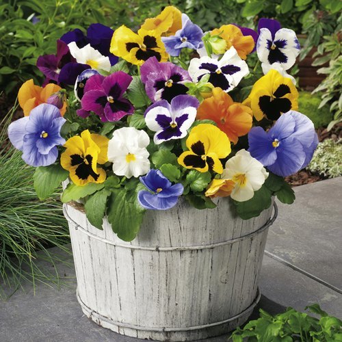 Pansy Flower Mixed