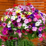 Petunia Mixed Flower