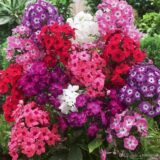 Phlox Mixed