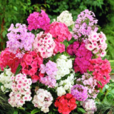 Phlox Mixed