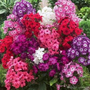 Phlox Mixed
